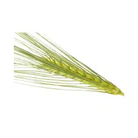 Hordeum | Cereals Names 