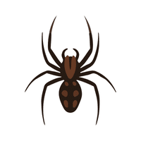 House Spider