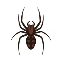 House Spider 