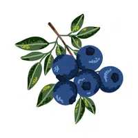 Huckleberry | Small Fruits Names 