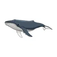 Humpback Whale | Endangered Animals Names