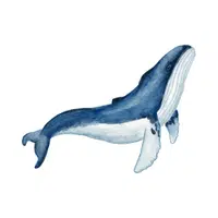 Humpback Whale | Largest Animals Names