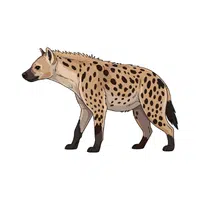 Hyena | Vertebrates Animals Names 