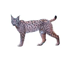 Iberian Lynx | Endangered Animals Names