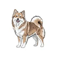 Icelandic Sheepdog 