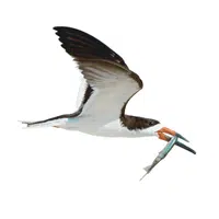 Indian Skimmer