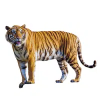 Indochinese Tiger