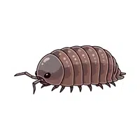Isopod | Crustaceans Names 
