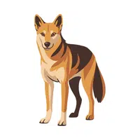 Jackal | Vertebrates Animals Names