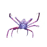 Japanese Spider Crab | Largest Animals Names