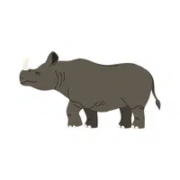Javan Rhino | Endangered Animals Names