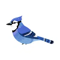 Jay | Woodland Animals Names