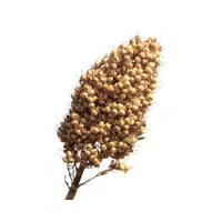 Jowar | Cereals Names 