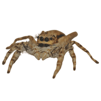 Jumping Spider