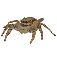 Jumping Spider 