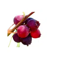 Juneberry 