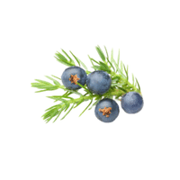 Juniperberry | Small Fruits Names