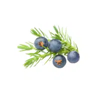Juniperberry | Small Fruits Names 