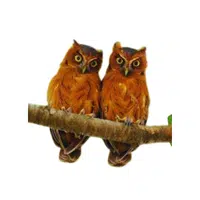Kakamega Owl | Endangered Animals Names