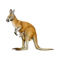 Kangaroo
