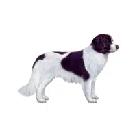 Karakachan Dog | Guard Animals Names 