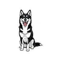 Karelian Bear Dog 
