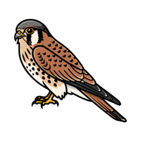 Kestrel | Carnivorous Animals Names