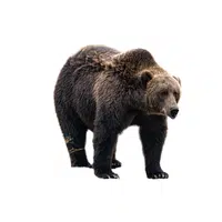 Kodiak Bear | Largest Animals Names
