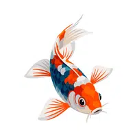 Koi | Friendly Animals Names