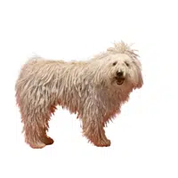 Komondor | Guard Animals Names