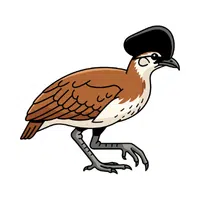 Kori Bustard | Largest Animals Names