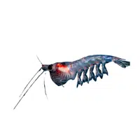 Krill | Crustaceans Names 