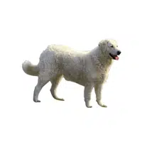 Kuvasz | Guard Animals Names