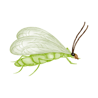 Lacewing