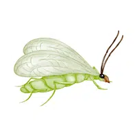 Lacewing 