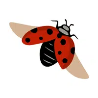 Ladybird Beetle 