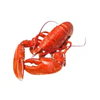 Langouste | Crustaceans Names 