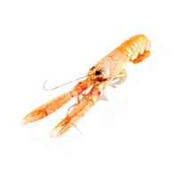Langoustine | Crustaceans Names 