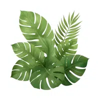 Leaf | 100 Natural Things Names