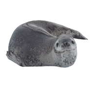 Leopard Seal