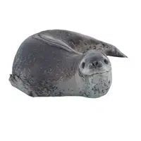 Leopard Seal 