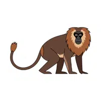 Lion Tailed Macaque