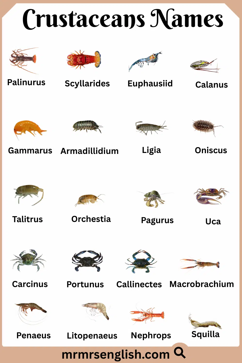 List of Crustaceans with Names and Pictures