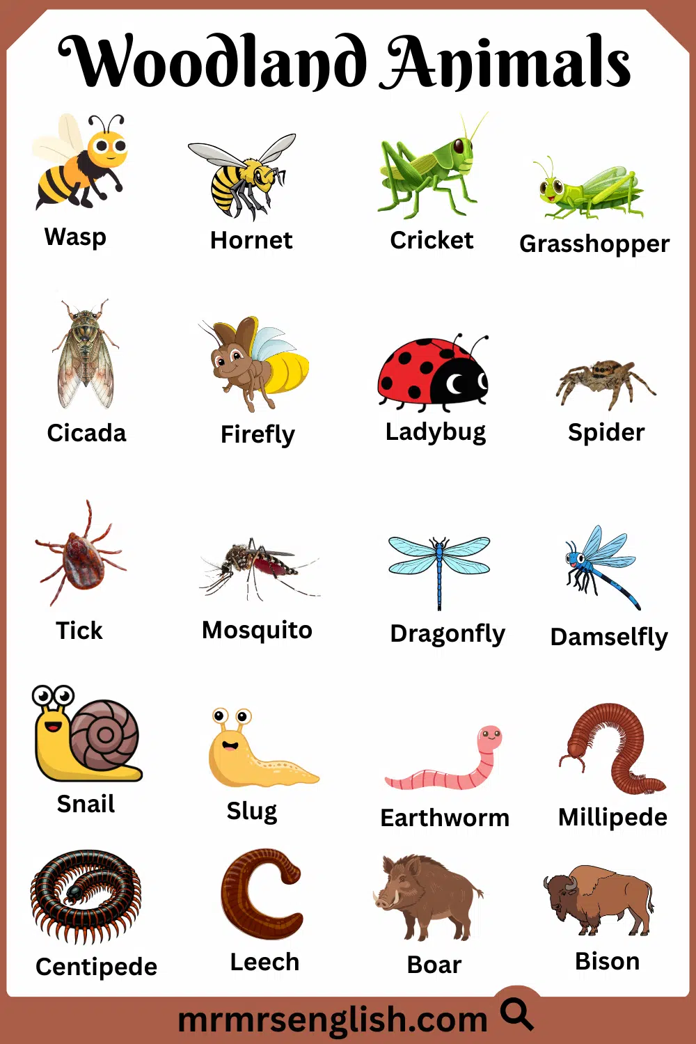 List of Woodland Animals with Names and Images