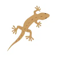 Lizard