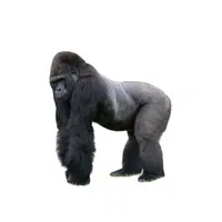 Lowland Gorilla
