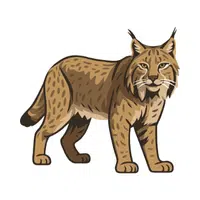 Lynx | Woodland Animals Names