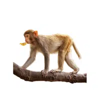 Macaque