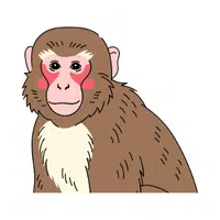 Macaque