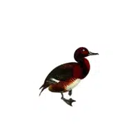 Madagascar Pochard | Endangered Animals Names